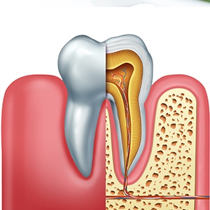 Animation of supportive bone tissue and teeth