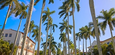 Group of palm trees in Royal Palm Beach